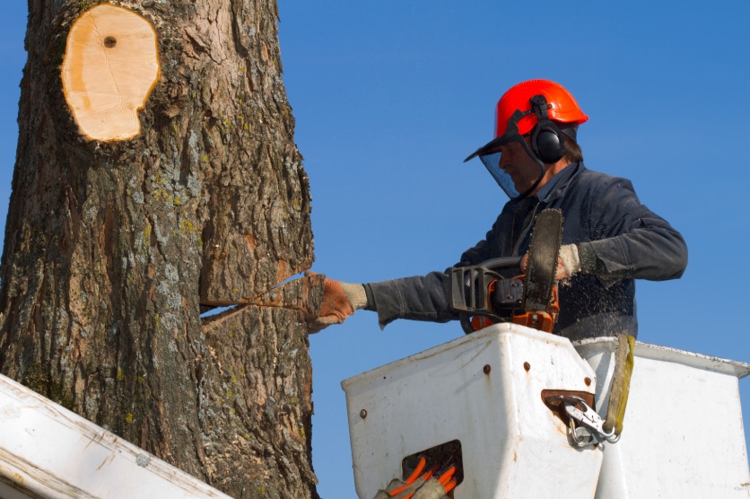 Atlanta Tree Removal Service
